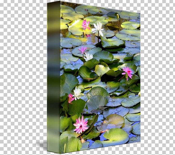 Water Lilies Pond Nelumbo Nucifera Lilium PNG, Clipart, Aquatic Plant, Aquatic Plants, Claude Monet, Flora, Flower Free PNG Download