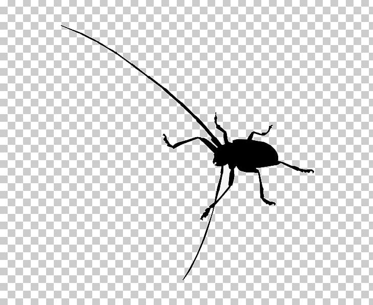 Beetle PNG, Clipart, Anastrangalia Sanguinolenta, Animals, Arthropod, Black And White, Drawing Free PNG Download