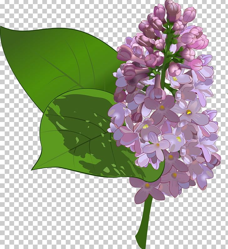 Common Lilac Flower PNG, Clipart, Branch, Clip Art, Common Lilac, Cut Flowers, Dos Free PNG Download