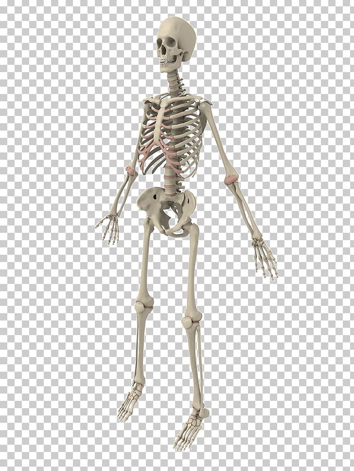 Human Skeleton Bone PNG, Clipart, Dark, Dark Gray, Dog Shit And Human Shit Is Xxx, Euclidean Vector, Exo Skeleton Free PNG Download