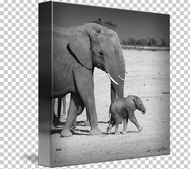 Indian Elephant African Elephant Amboseli National Park Gallery Wrap PNG, Clipart, Animal, Art, Asian Elephant, Black And White, Canvas Free PNG Download