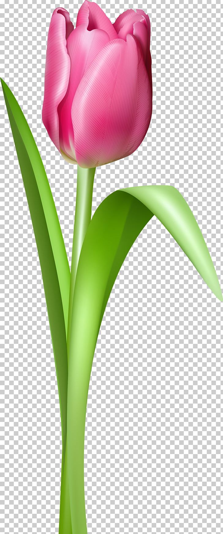 Indira Gandhi Memorial Tulip Garden Portable Network Graphics PNG, Clipart, Bud, Cut Flowers, Desktop Wallpaper, Drawing, Flower Free PNG Download