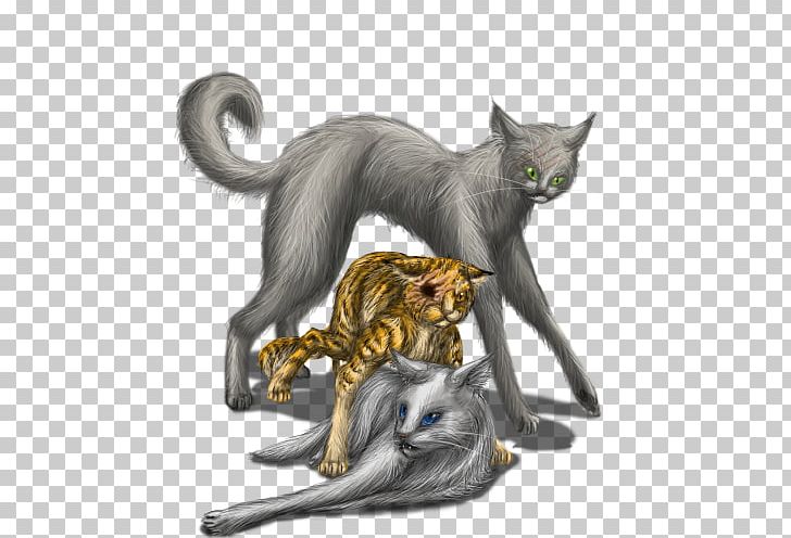 Korat Kitten Animal Mammal Carnivora PNG, Clipart, Animal, Animals, Carnivora, Carnivoran, Cat Free PNG Download