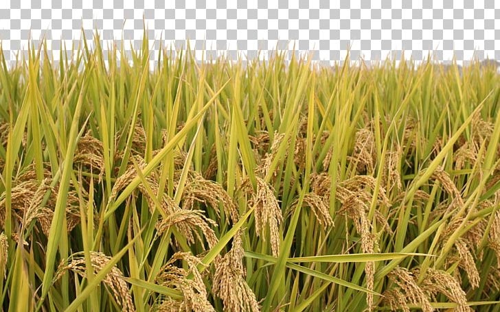 Rice Paddy Field PNG, Clipart, Agriculture, Brown Rice, Bumper, Cereal, Chrysopogon Zizanioides Free PNG Download