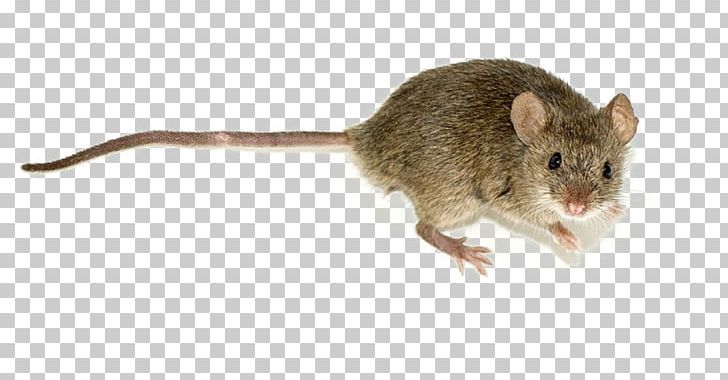 Rodent House Mouse Wood Mouse Pest Trapping PNG, Clipart, Bait, Black Rat, Dormouse, Fauna, Gerbil Free PNG Download