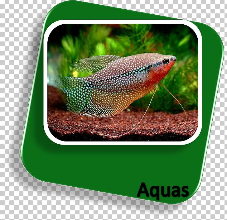 Sagara Aquarium Tropical Fish Aquariums PNG, Clipart, Angelfish, Animals, Aquarium, Aquariums, Cardume Free PNG Download