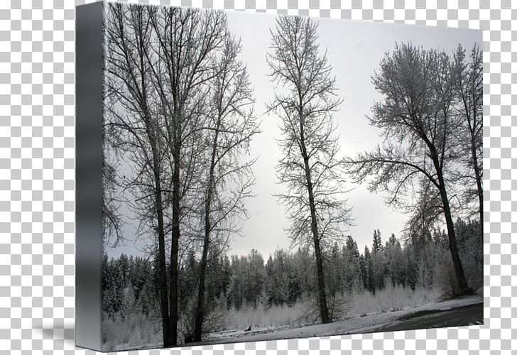 Wood /m/083vt Winter White Branching PNG, Clipart, Black And White, Branch, Branching, Forest, Freezing Free PNG Download