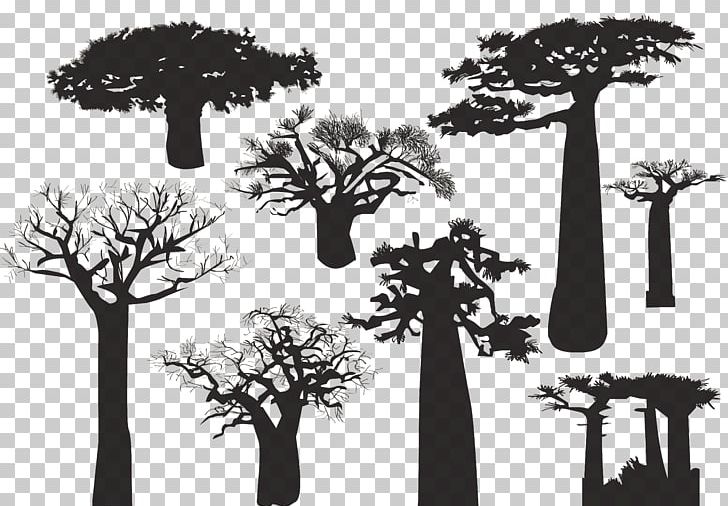 Baobab Tree Silhouette PNG, Clipart, Baobab, Black And White, Branch, Christmas Tree, Desert Vector Free PNG Download