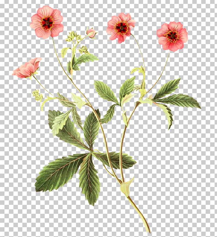 Botanical Illustration Botany Flower PNG, Clipart, Art, Botanical Illustration, Botany, Canvas, Drawing Free PNG Download