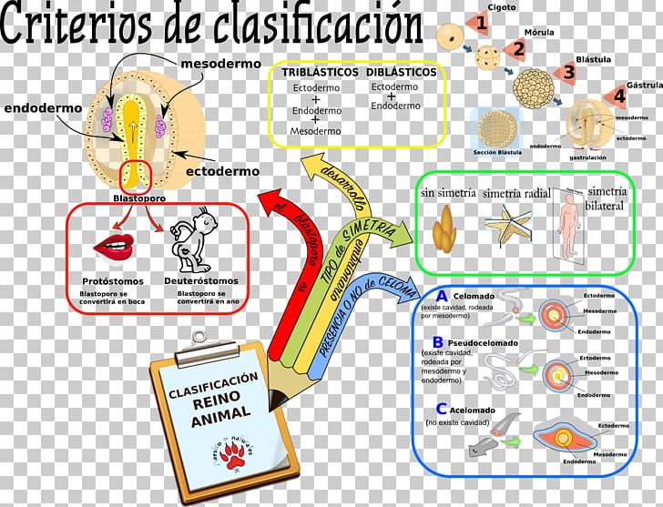 Organism Animal Kingdom CmapTools Taxonomy PNG, Clipart, Animal, Area, Autotroph, Behavior, Chordata Free PNG Download