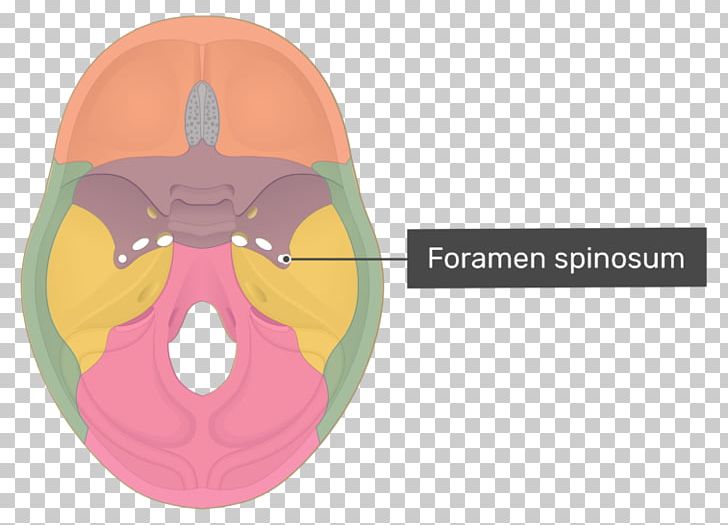 Anterior Clinoid Process Posterior Clinoid Processes Pterygoid Processes Of The Sphenoid Sphenoid Bone PNG, Clipart, Anatomy, Bone, Depression, Fantasy, Foramen Free PNG Download
