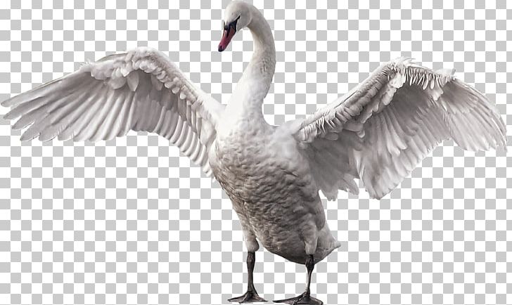 Mute Swan Bird Goose Gray Wolf Horse PNG, Clipart, Animal, Animals, Beak, Beautiful Girl, Beauty Free PNG Download