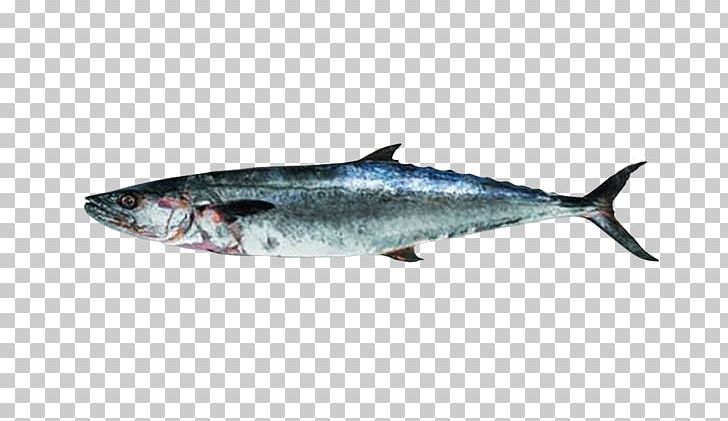 Thunnus Mackerel Sardine Oily Fish Salmon PNG, Clipart, Animals, Bonito, Bony Fish, Bream, Fauna Free PNG Download