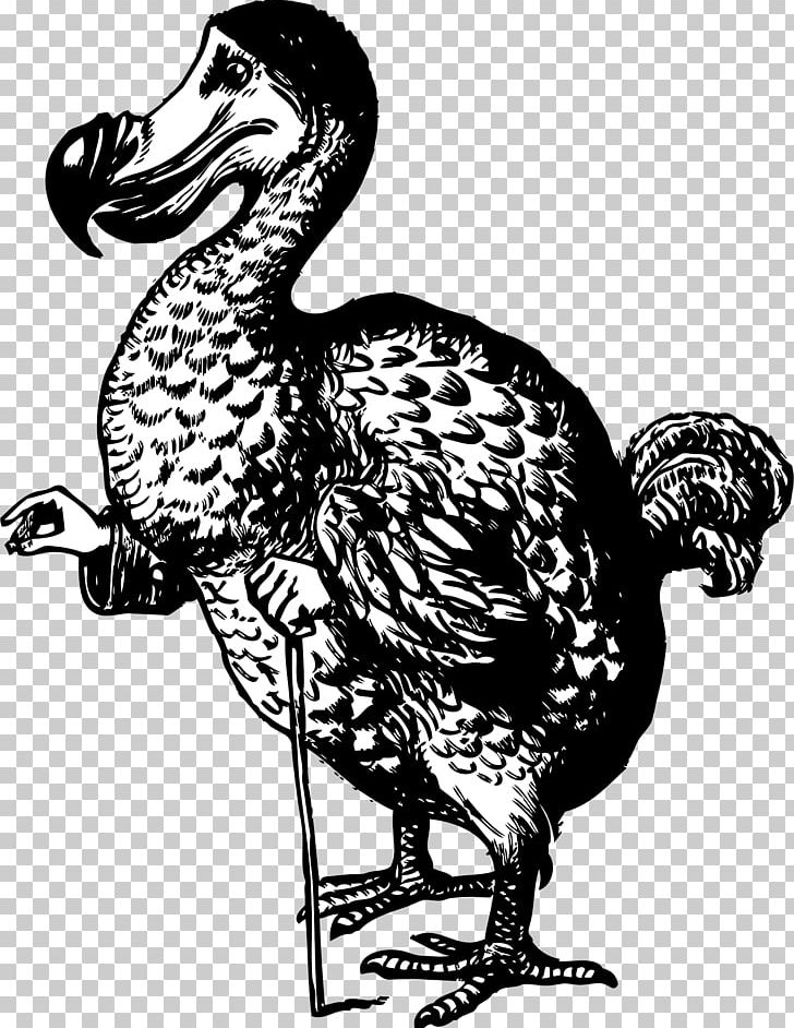 Alice's Adventures In Wonderland Dodo PNG, Clipart, Alices Adventures In Wonderland, Art, Beak, Bird, Black And White Free PNG Download