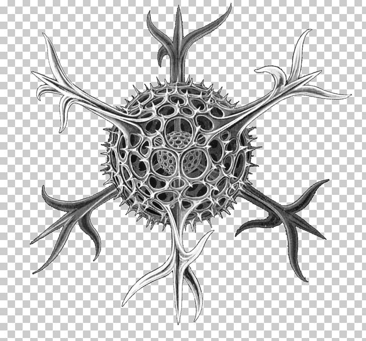 Art Forms In Nature Radiolaria Spumellaria Protist Biologist PNG, Clipart, Art Forms In Nature, Black And White, Detail, Ernst Haeckel, Extract Free PNG Download