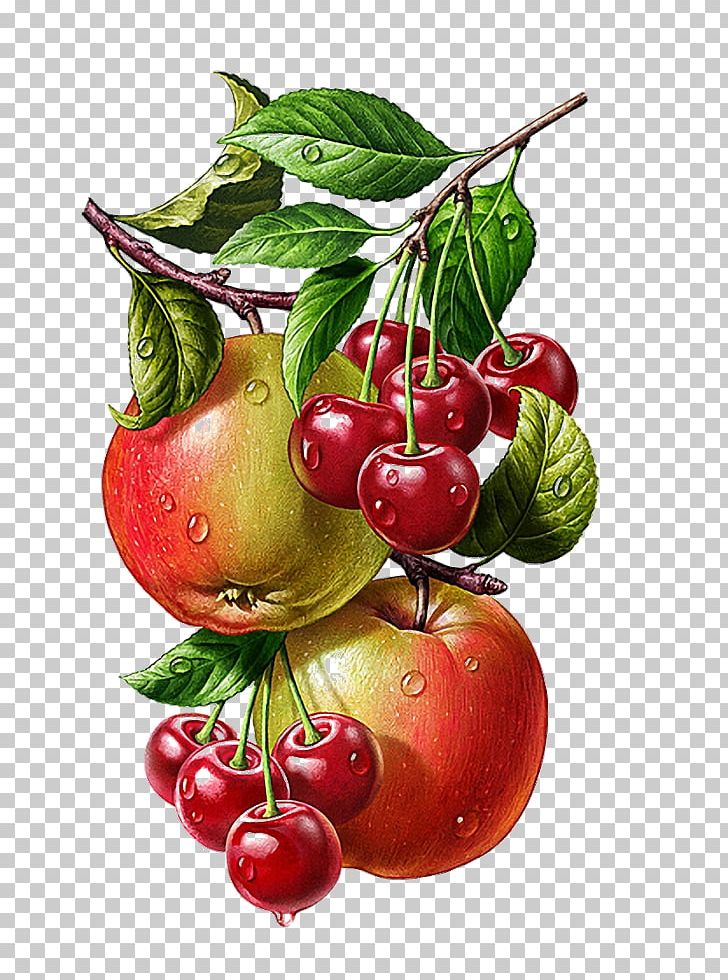 Botanical Illustration Drawing Graphics Painting PNG, Clipart, Accessory Fruit, Apple, Art, Berry, Botanical Illustration Free PNG Download