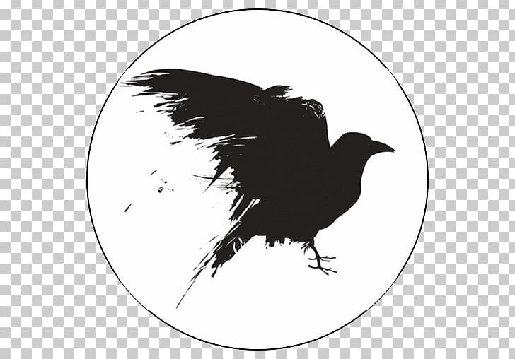 Crow Drawing PNG, Clipart, Animals, Beak, Bird, Bird Of Prey, Black And White Free PNG Download