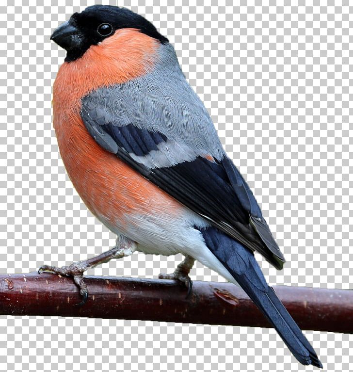 Finches Eurasian Bullfinch Bird An Der Mühle PNG, Clipart, American Sparrows, Animals, Beak, Bird, Budgerigar Free PNG Download