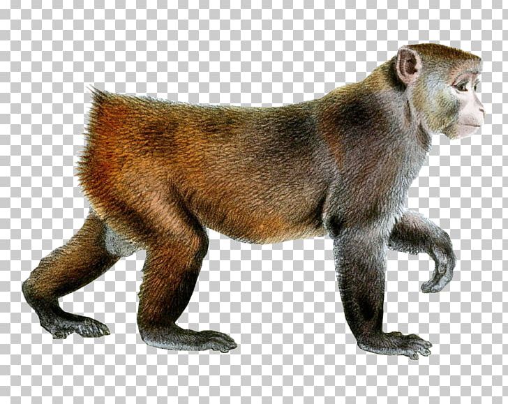 Monkey PNG, Clipart, Monkey Free PNG Download