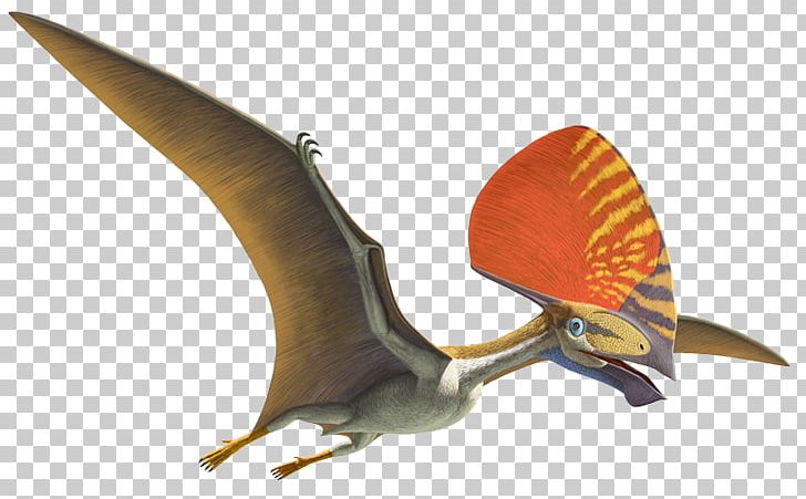 Natural History Museum Of Los Angeles County Pterosaurs Flight Anhanguera Darwinopterus PNG, Clipart, Age Of Dinosaurs, Anhanguera, Beak, Dactyl, Darwinopterus Free PNG Download