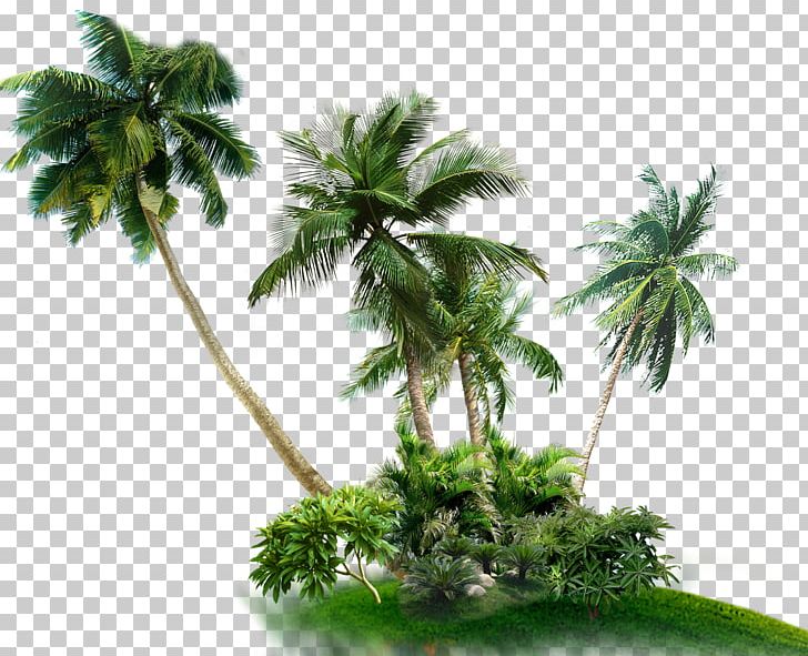 Palm Trees Asian Palmyra Palm Coconut PNG, Clipart, Arecales, Asian Palmyra Palm, Borassus Flabellifer, Coconut, Coconut Leaves Free PNG Download