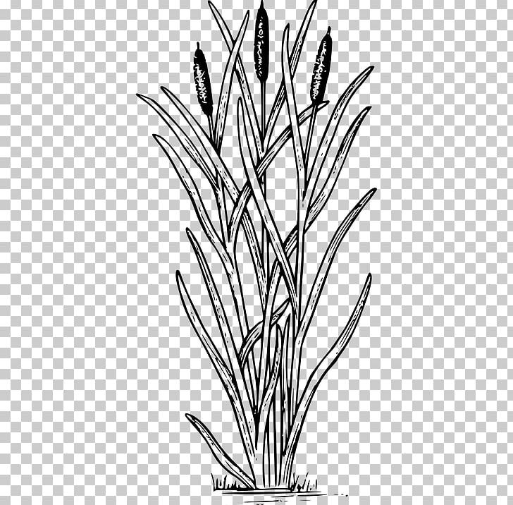 Coloring Book Typha Latifolia Swamp Aquatic Plants PNG, Clipart, Aquatic Plants, Black And White, Branch, Cattail, Child Free PNG Download