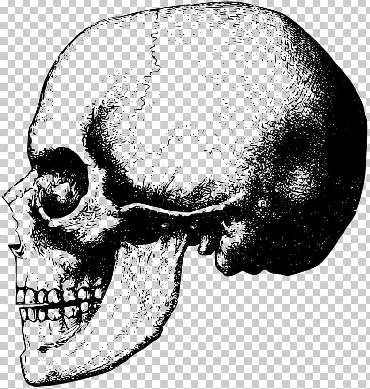 Skull Bone Skeleton PNG, Clipart, Black And White, Bone, Brush, Computer Icons, Drawing Free PNG Download