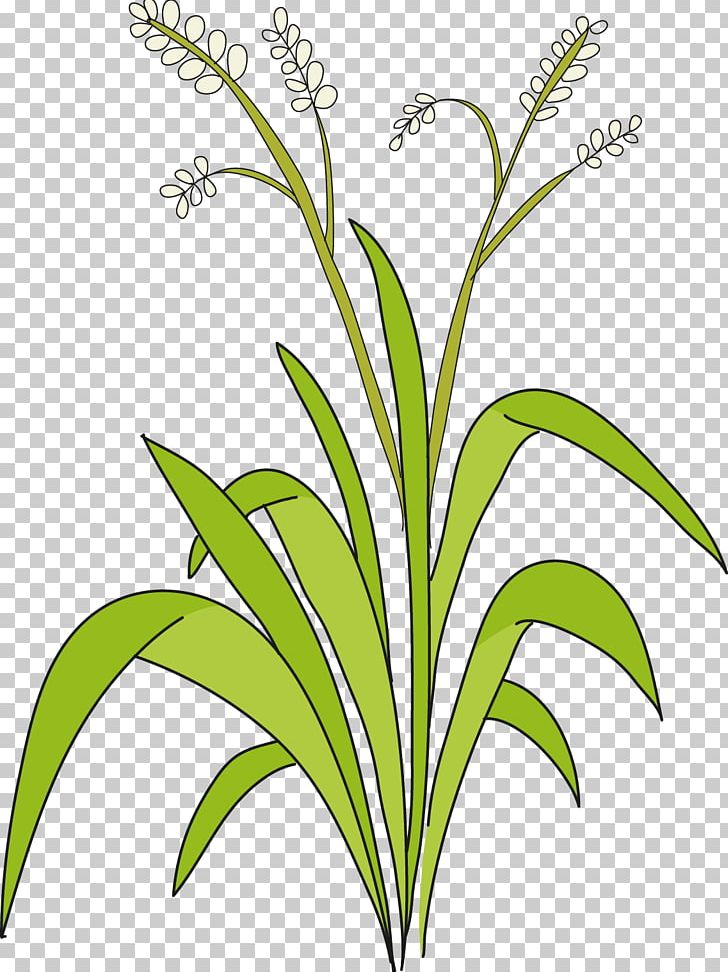 Sweet Grass Cut Flowers Plant Stem Leaf Line PNG, Clipart, Aufbau Principle, Commodity, Cut Flowers, Flora, Flower Free PNG Download