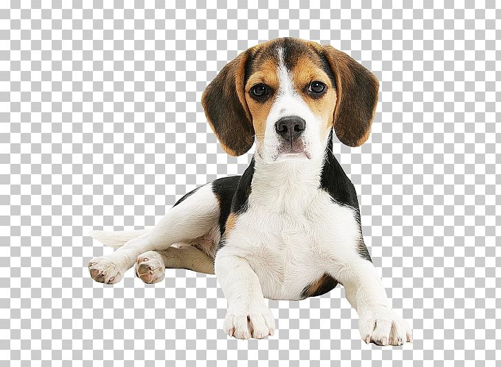 Beagle-Harrier English Foxhound American Foxhound Beagle-Harrier PNG, Clipart, American Foxhound, Animals, Beagle, Beagle Harrier, Beagleharrier Free PNG Download