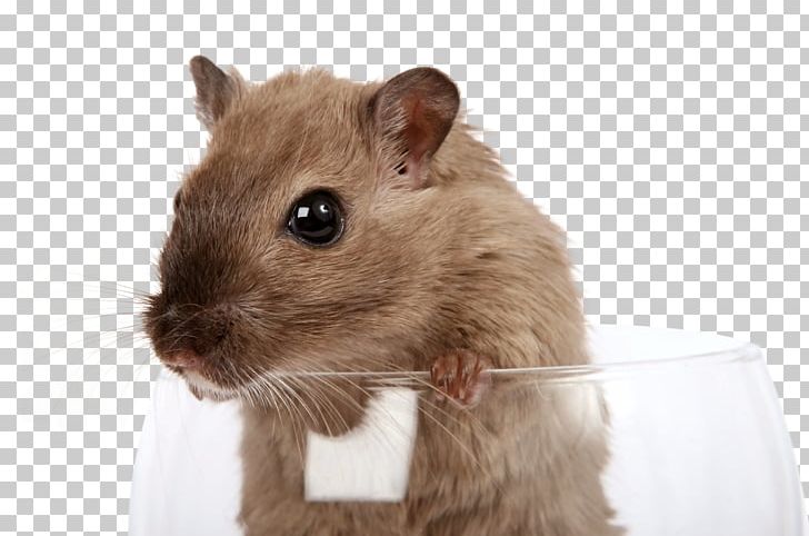 Gerbil Rat Mouse Rodent Pest Control PNG, Clipart, Animal, Animals, Cat Litter Trays, Fancy Rat, Fauna Free PNG Download
