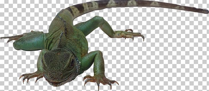 Lizard PNG, Clipart, Lizard Free PNG Download