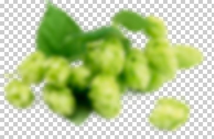 Beer Hops Common Hop Ale Food PNG, Clipart, Ale, Beer, Carminative, Common Hop, Dictcc Free PNG Download