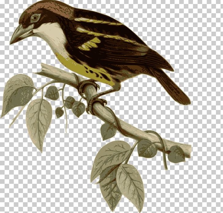 Bird Five-colored Barbet New World Barbet Finch Animal PNG, Clipart, Animal, Animals, Beak, Bird, Branch Free PNG Download