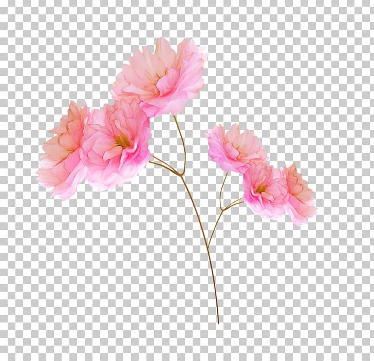 Flower Raster Graphics PNG, Clipart, Carnation, Cherry Blossom, Cut Flowers, Encapsulated Postscript, Floral Design Free PNG Download
