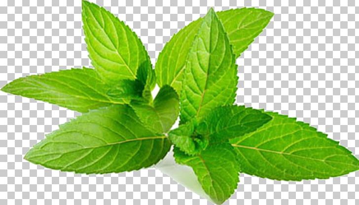 Mentha Spicata Water Mint Peppermint Home Remedy Anaphrodisiac PNG, Clipart, Basil, Extraction, Food, Green, Health Free PNG Download
