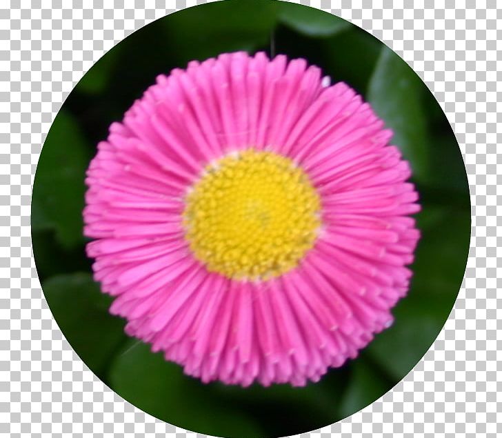 Microsoft Paint Paint.net Photography PNG, Clipart, Annual Plant, Area, Aster, Blogger, Daisy Free PNG Download
