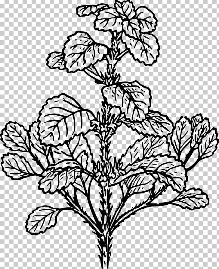 White Horehound Plant Herb PNG, Clipart, Alfalfa, Art, Black And White, Botany, Branch Free PNG Download
