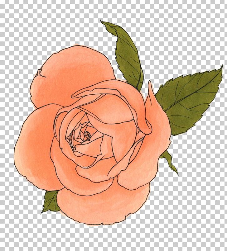 Art Drawing Garden Roses PNG, Clipart, Art, Artist, Centifolia Roses, Copic, Cut Flowers Free PNG Download