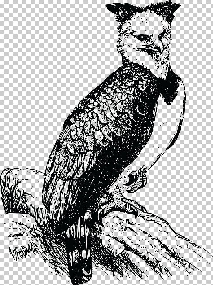 Harpy Eagle PNG Transparent Images Free Download, Vector Files