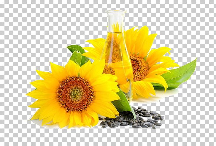 Common Sunflower Sunflower Oil Sunflower Seed Vegetable Oil PNG, Clipart, Bottles, Broken Glass, Canola, Chrysanthemum, Cooking Free PNG Download