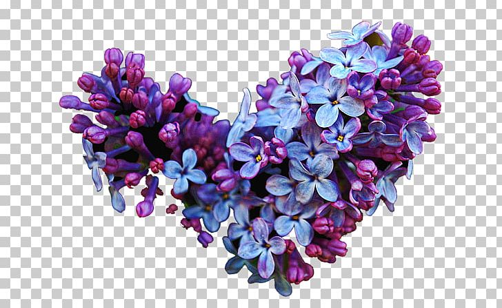 Cut Flowers Common Lilac Lavender PNG, Clipart, Common Lilac, Cut Flowers, Flower, Flowering Plant, Lavender Free PNG Download