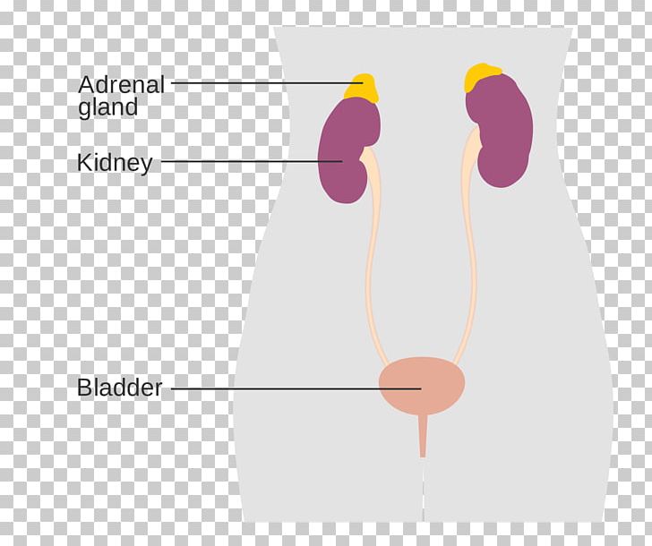 Excretory System Adrenal Gland Endocrine System Male Diagram PNG, Clipart, Angle, Arm, Brand, Breast Cancer, Cancer Free PNG Download