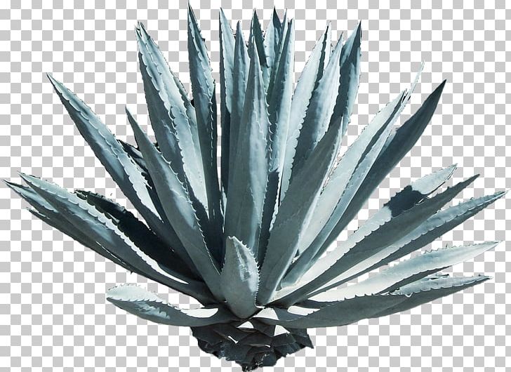 Tequila Agave Azul Mezcal Mexican Cuisine Agave Nectar PNG, Clipart, Agave, Agave Azul, Agave Nectar, Agavoideae, Aloe Free PNG Download