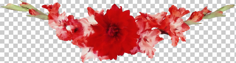 Red Cut Flowers Petal Carnation Pink Family PNG, Clipart, Carnation, Cut Flowers, Floral Line, Flower, Flower Background Free PNG Download