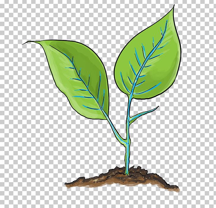 Capillary Action Plant Stem Twig PNG, Clipart, Branch, Capillary, Capillary Action, Custom Conference Program, Diagram Free PNG Download