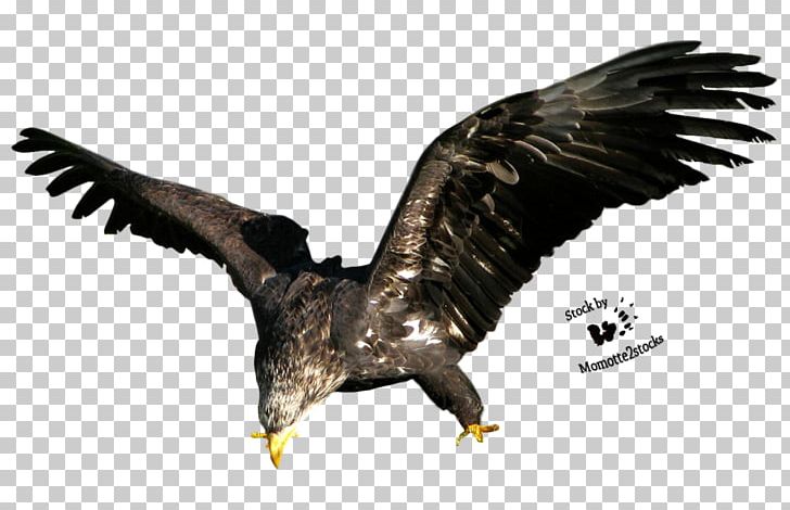 Bird Bald Eagle Stock PNG, Clipart, Accipitriformes, Animal, Animals, Bald Eagle, Beak Free PNG Download