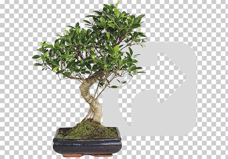 Chinese Sweet Plum Mistral Bonsai Flowerpot Tree PNG, Clipart, 2018, April, Base, Bonsai, Competitive Examination Free PNG Download