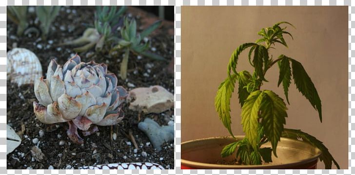 Flowerpot Floristry Still Life Houseplant PNG, Clipart, Cannabis, Flora, Floristry, Flower, Flowerpot Free PNG Download