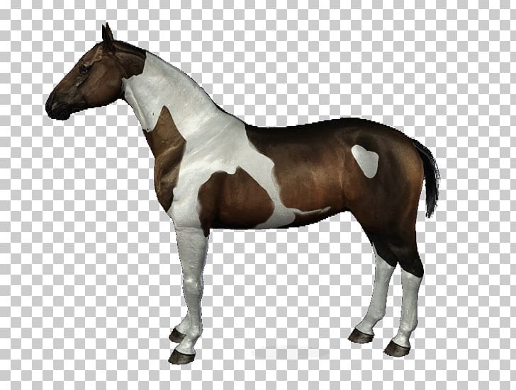 Stallion American Paint Horse Bridle Halter PNG, Clipart, 3d Computer Graphics, American Paint Horse, Animal Figure, Bit, Bridle Free PNG Download