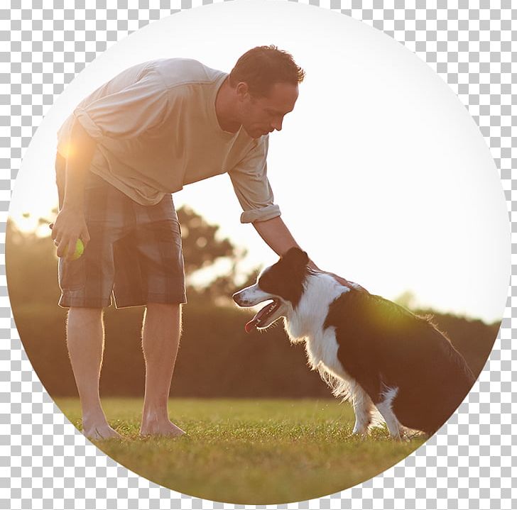 Border Collie Self-exclusion Tennis Balls Photography PNG, Clipart, Ball, Border Collie, Collie, Dog, Dog Agility Free PNG Download